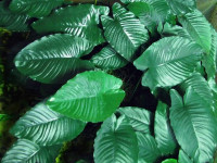 Снимка на Anubias barteri var.caladiifolia